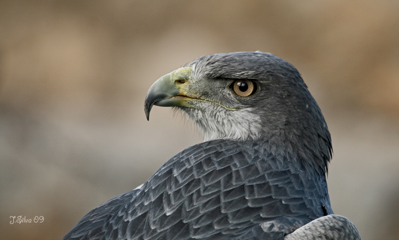 Águila Escudada.