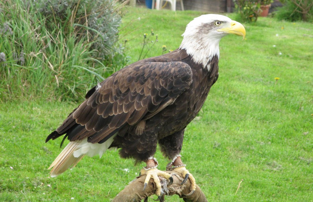 Águila