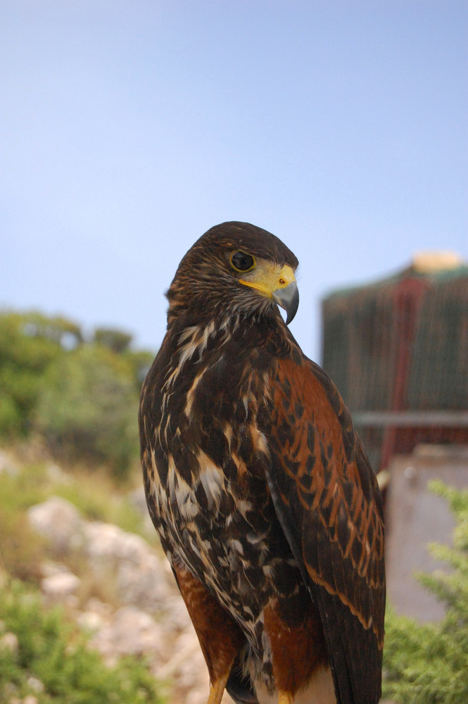 Águila Harry