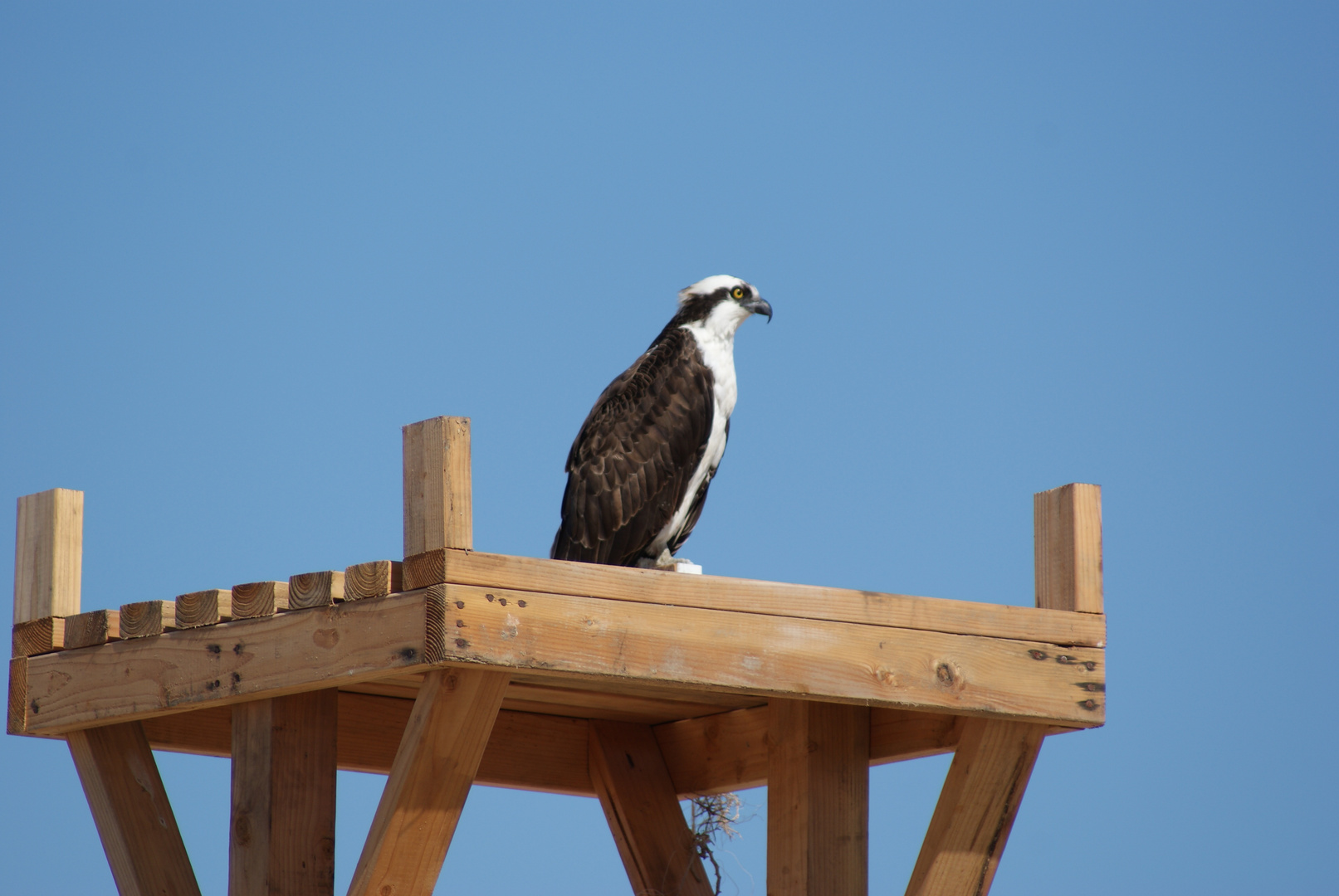 Águila marina