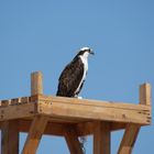 Águila marina