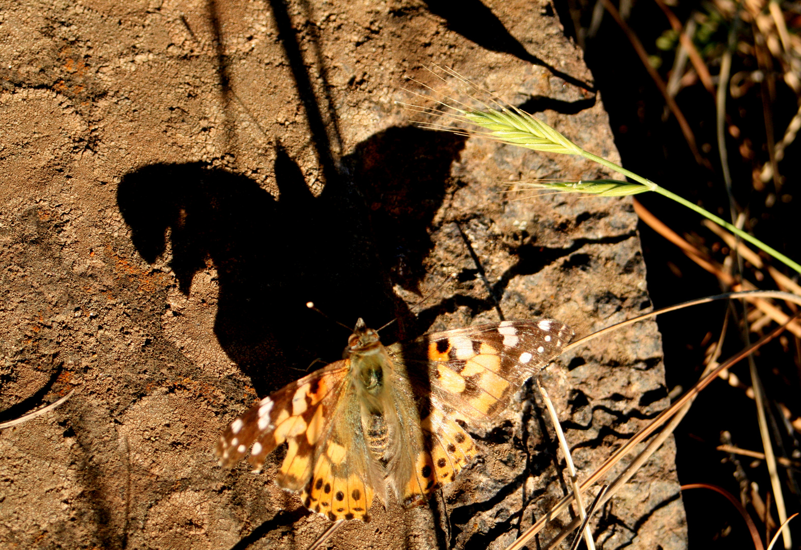 Águila o Mariposa