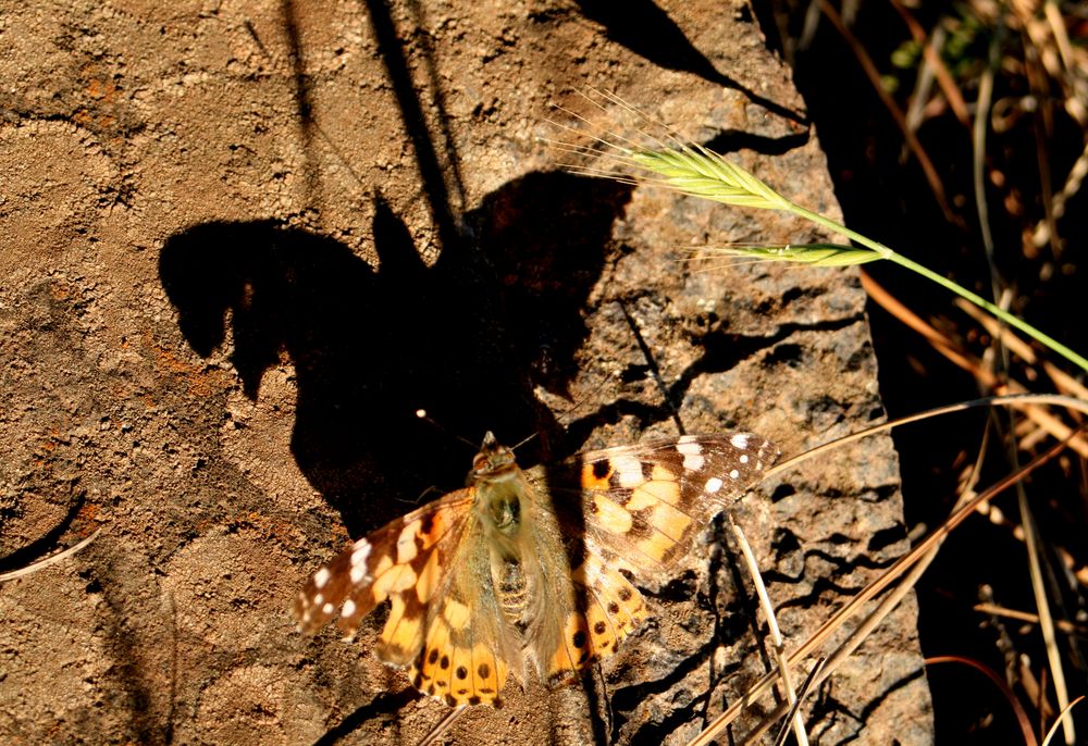 Águila o Mariposa