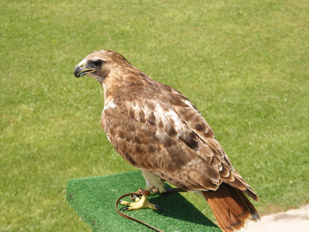 Águila real