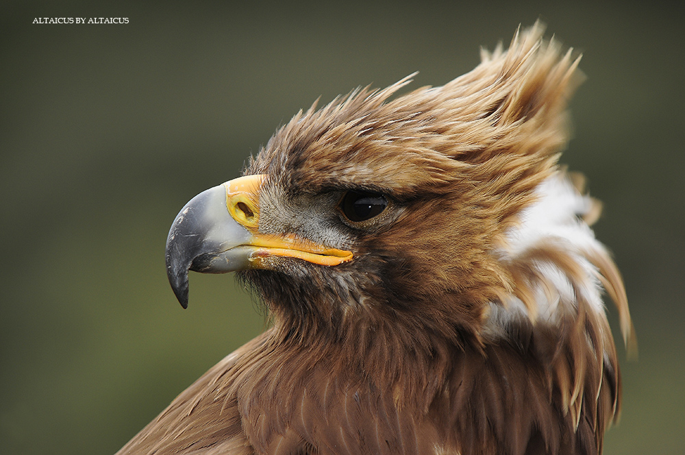 Águila real