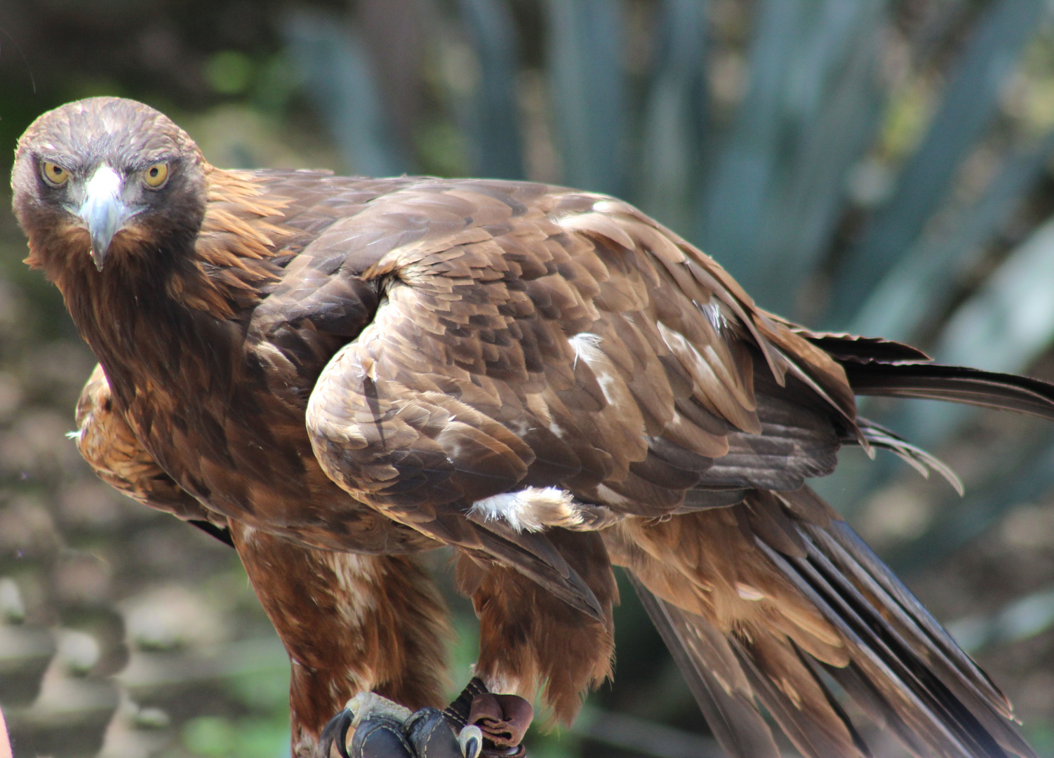 Águila Real