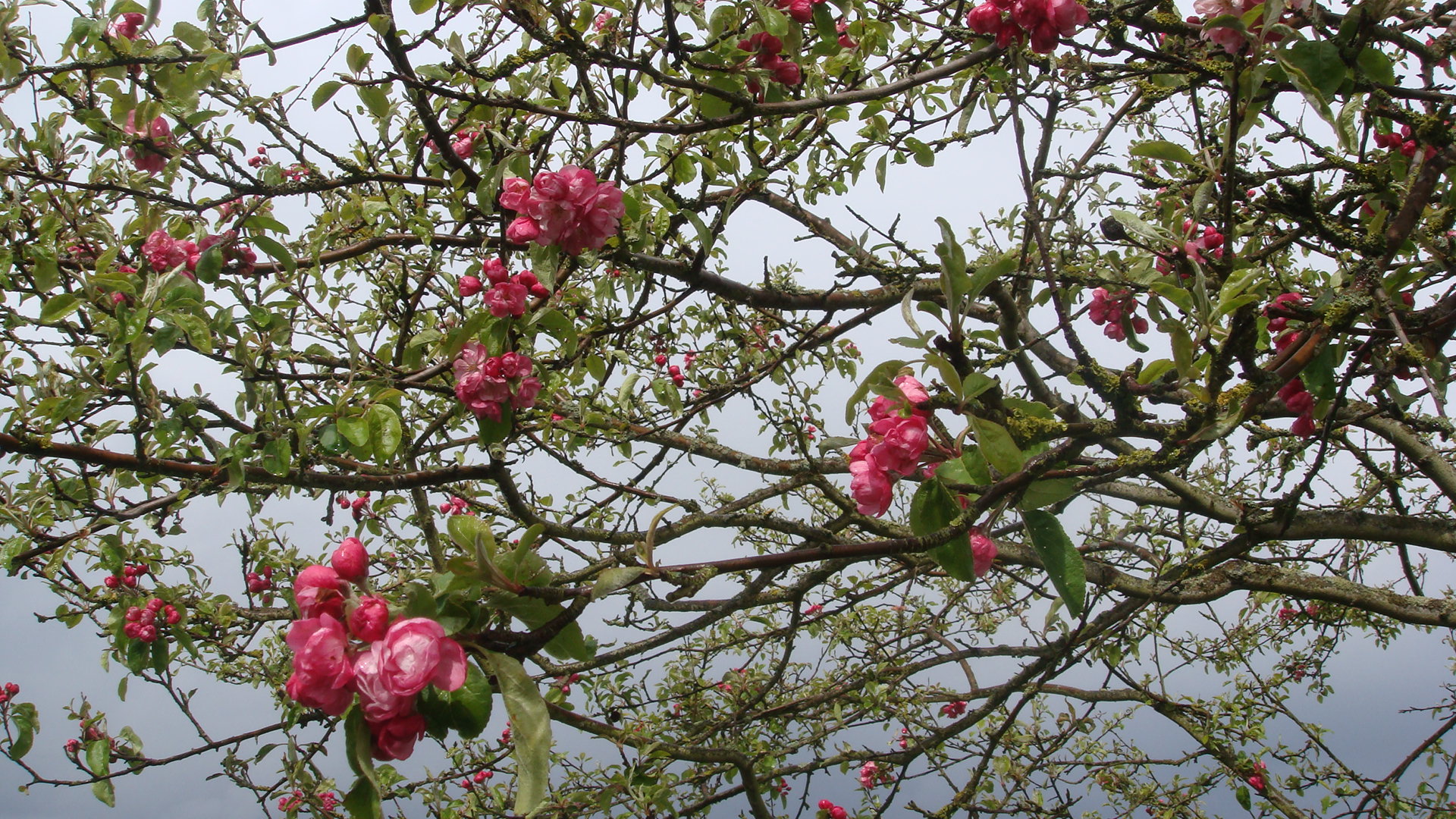 Guildford University Spring