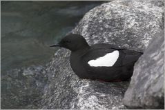 Guillemot...