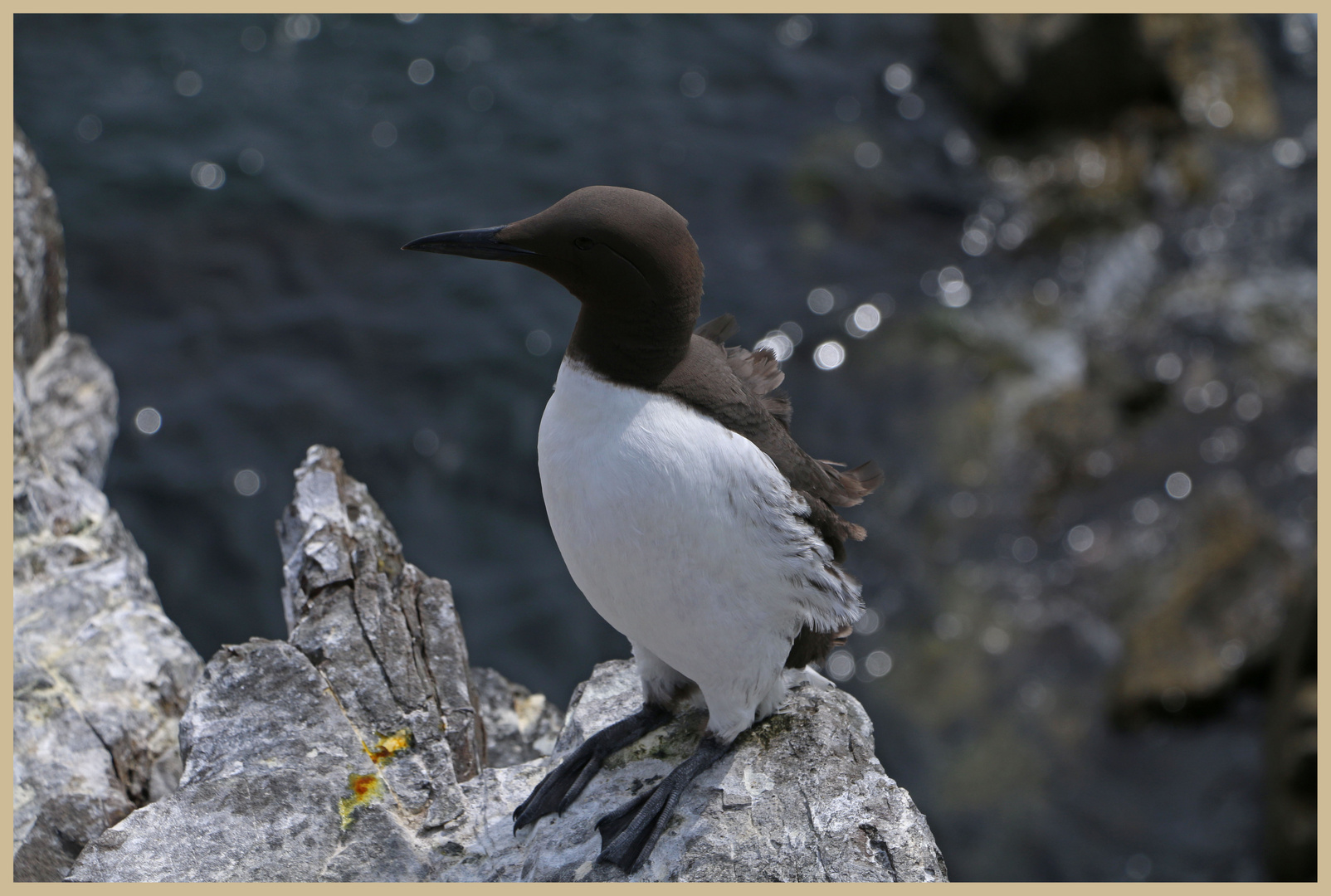 guillemot