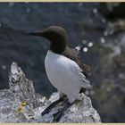 guillemot