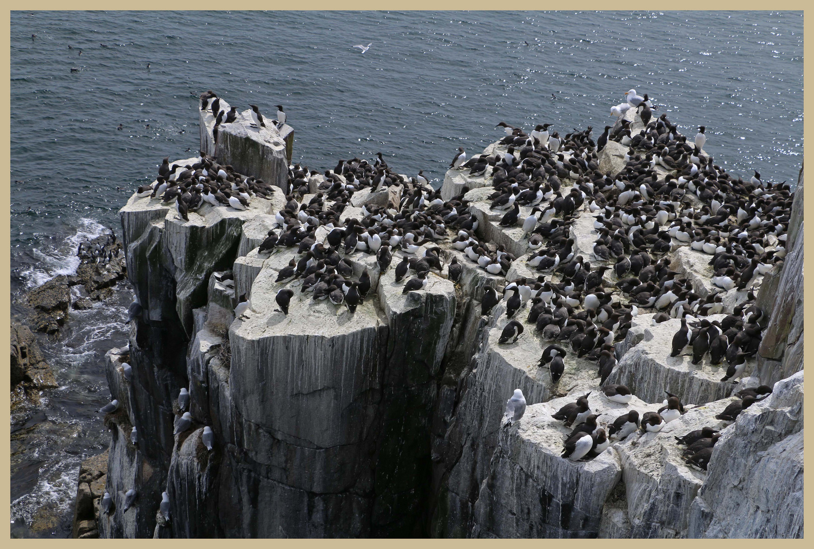 guillemots 10