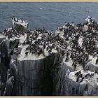 guillemots 10