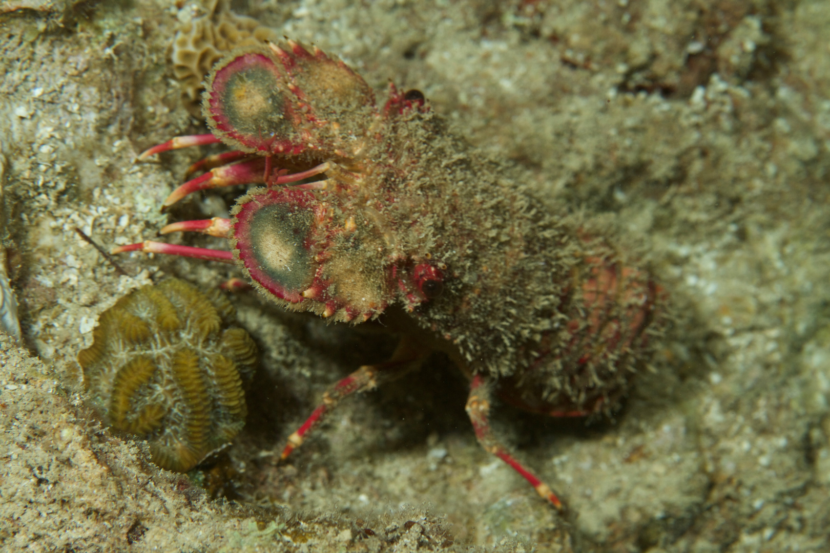 Guinea-Bärenkrebs    -   arctides guineenis