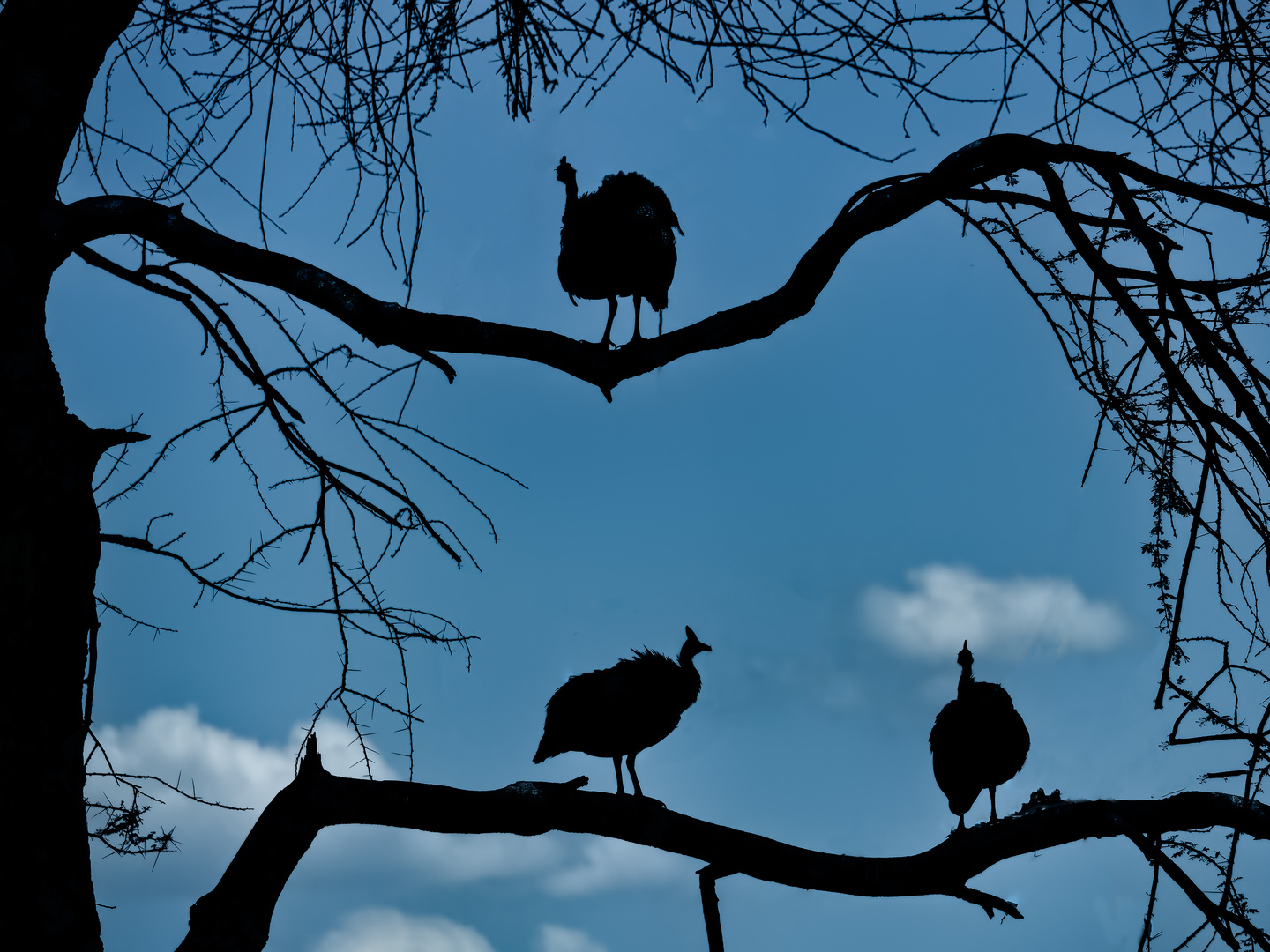 Guinea Fowl