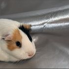 guinea pig