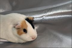 guinea pig