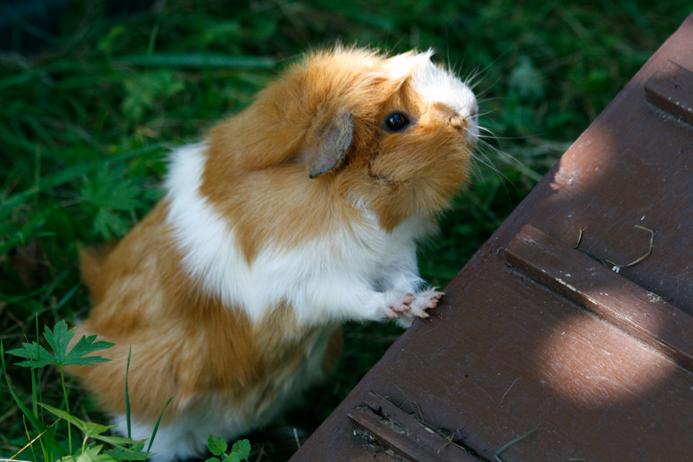 guinea pig