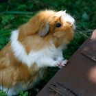 guinea pig