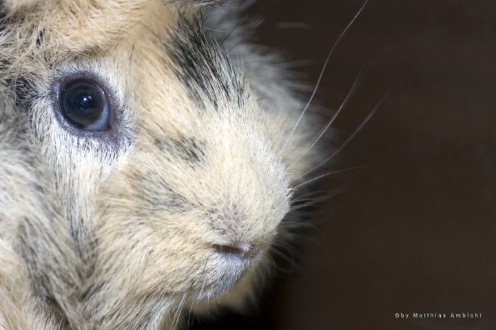 Guinea Pig