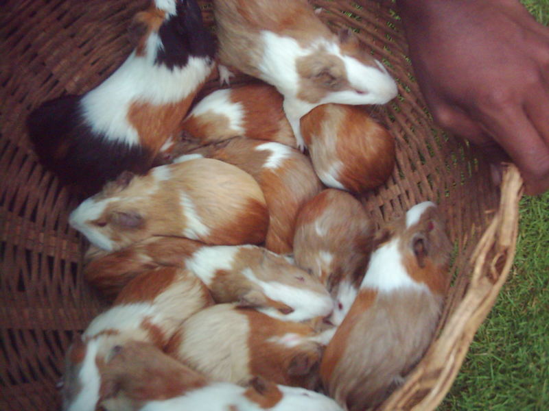 Guinea pigs (a breed of mice) ...