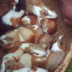 Guinea pigs (a breed of mice) ...