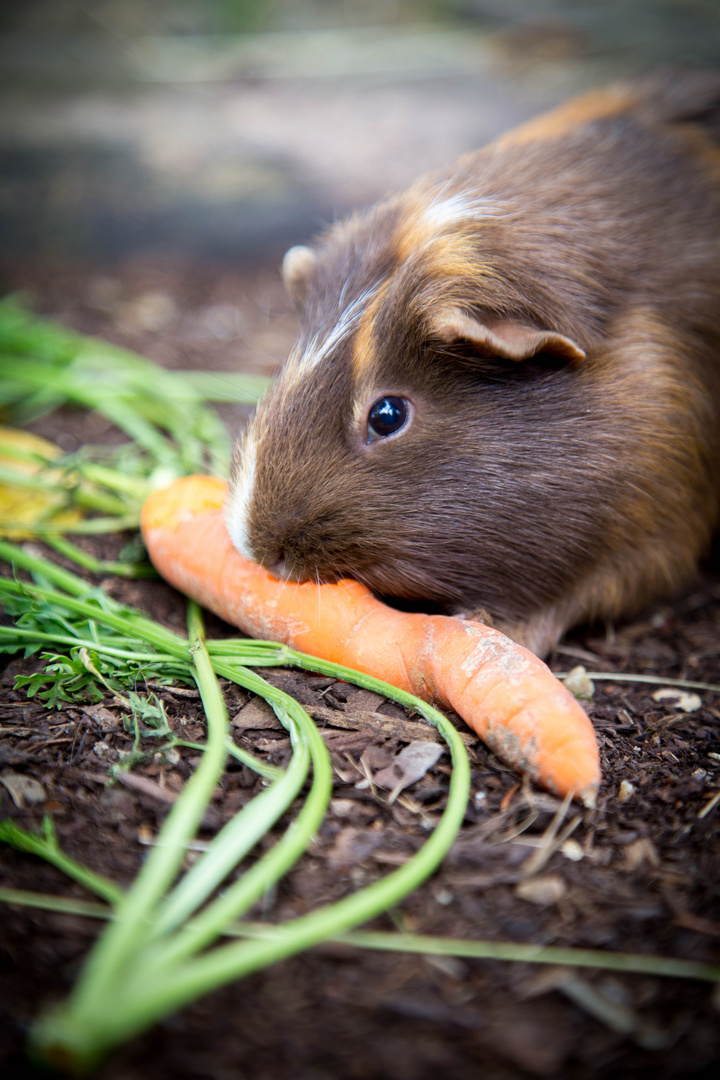 Guinea.pig.