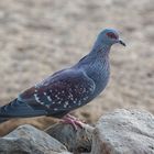 Guineataube