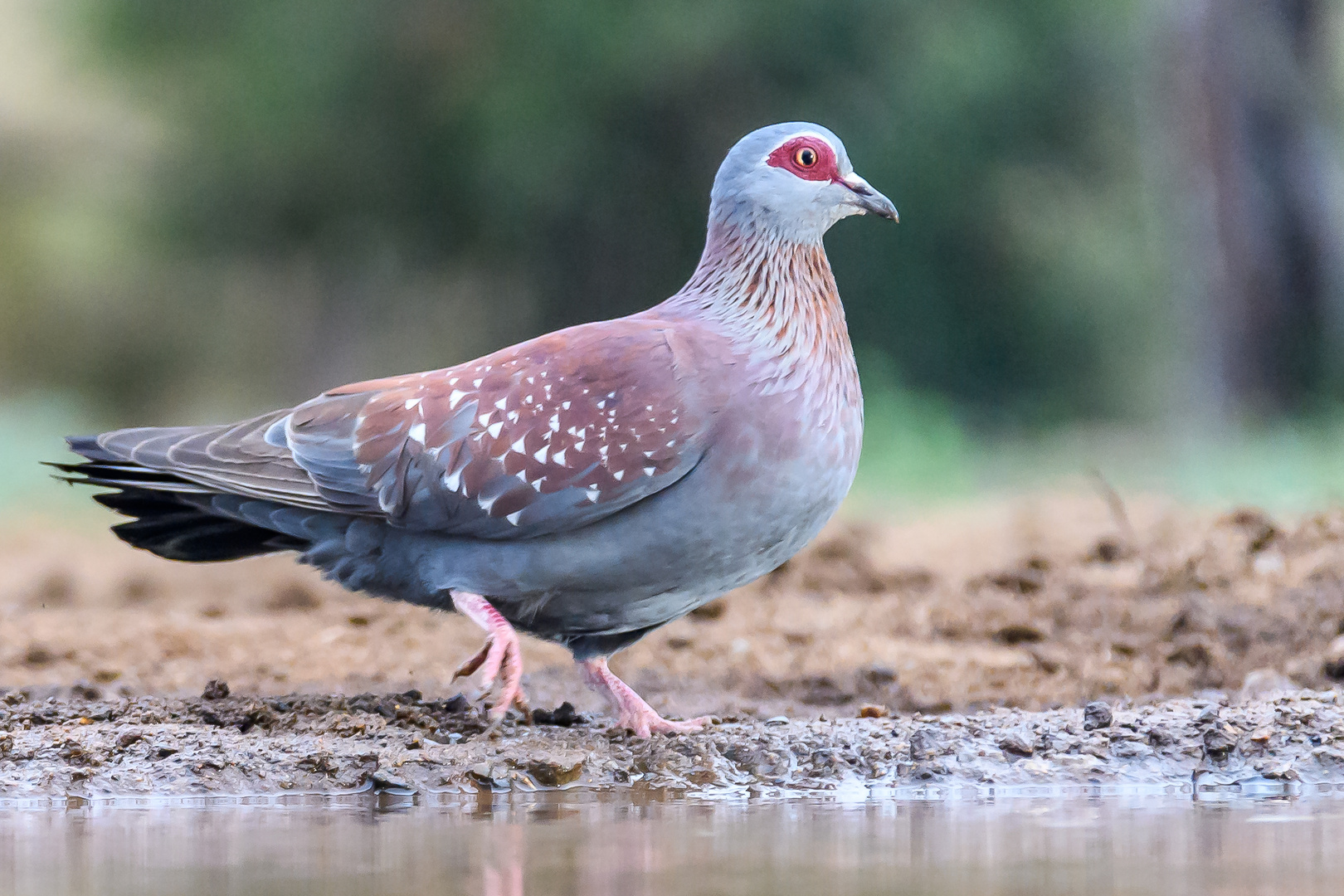 Guineataube