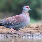 Guineataube