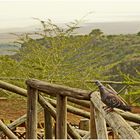 Guineatauben am Rift Valley