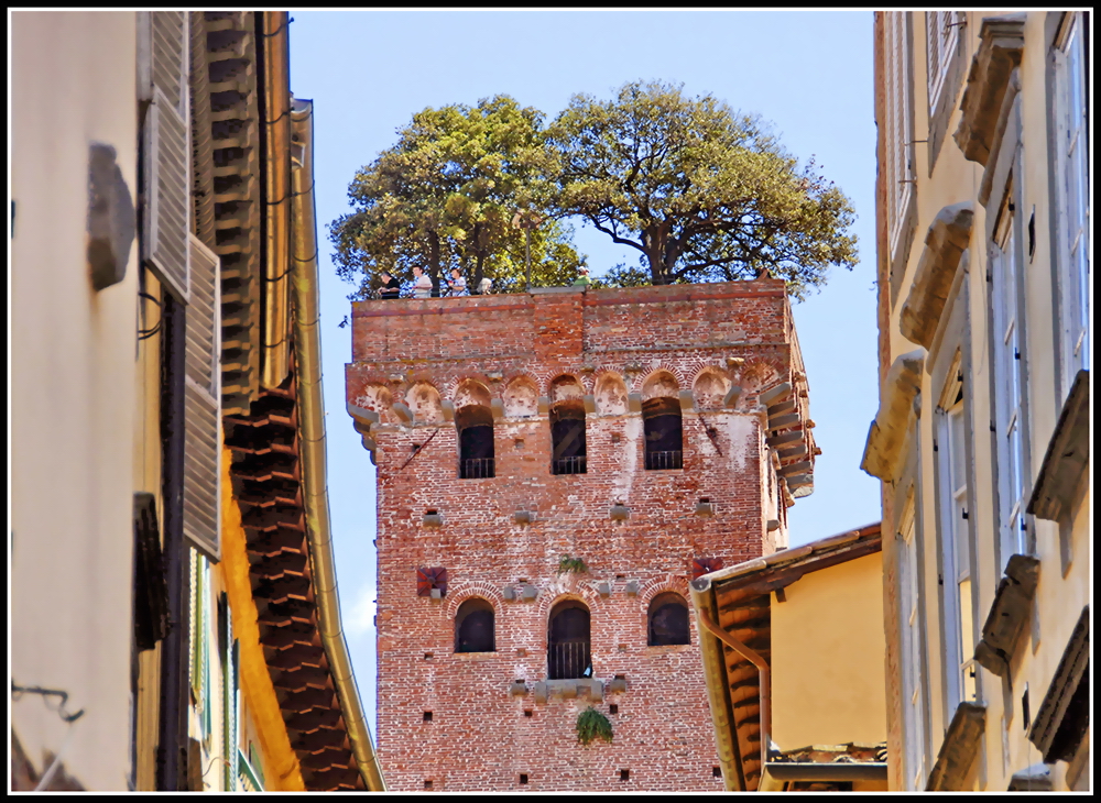 Guinigi-Turm in Lucca / Toscana