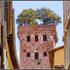 Guinigi-Turm in Lucca / Toscana