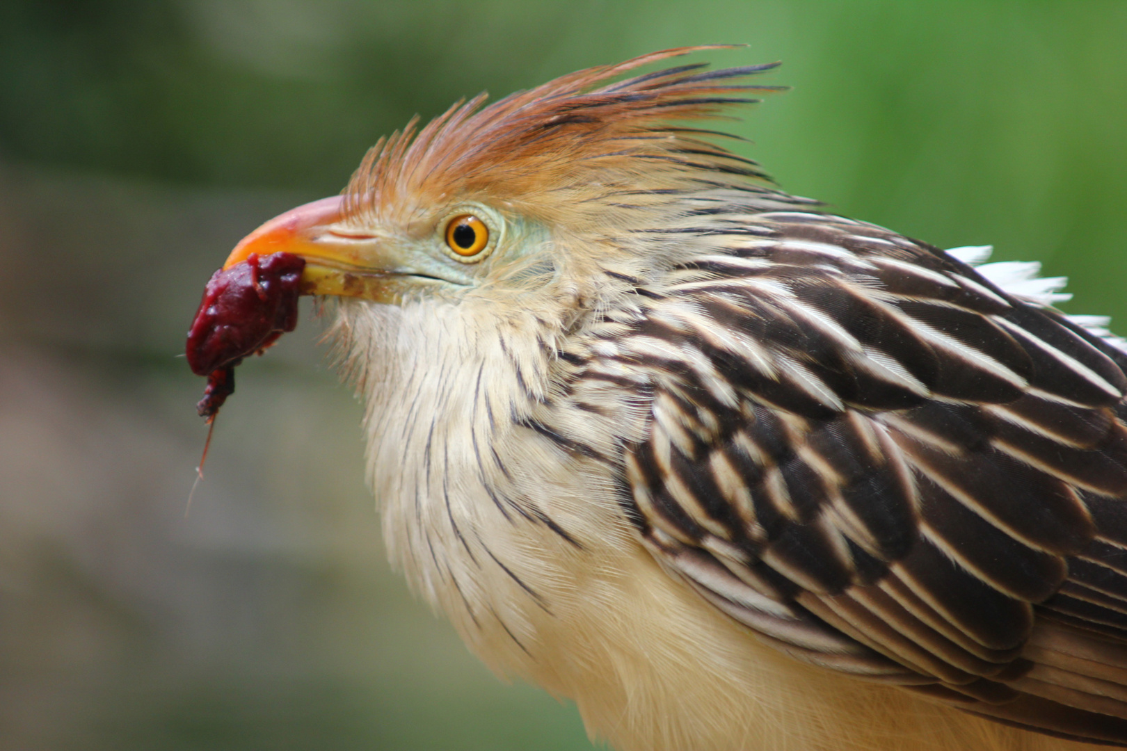 Guirakuckuck  im Zoo Heidelberg