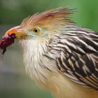 Guirakuckuck  im Zoo Heidelberg