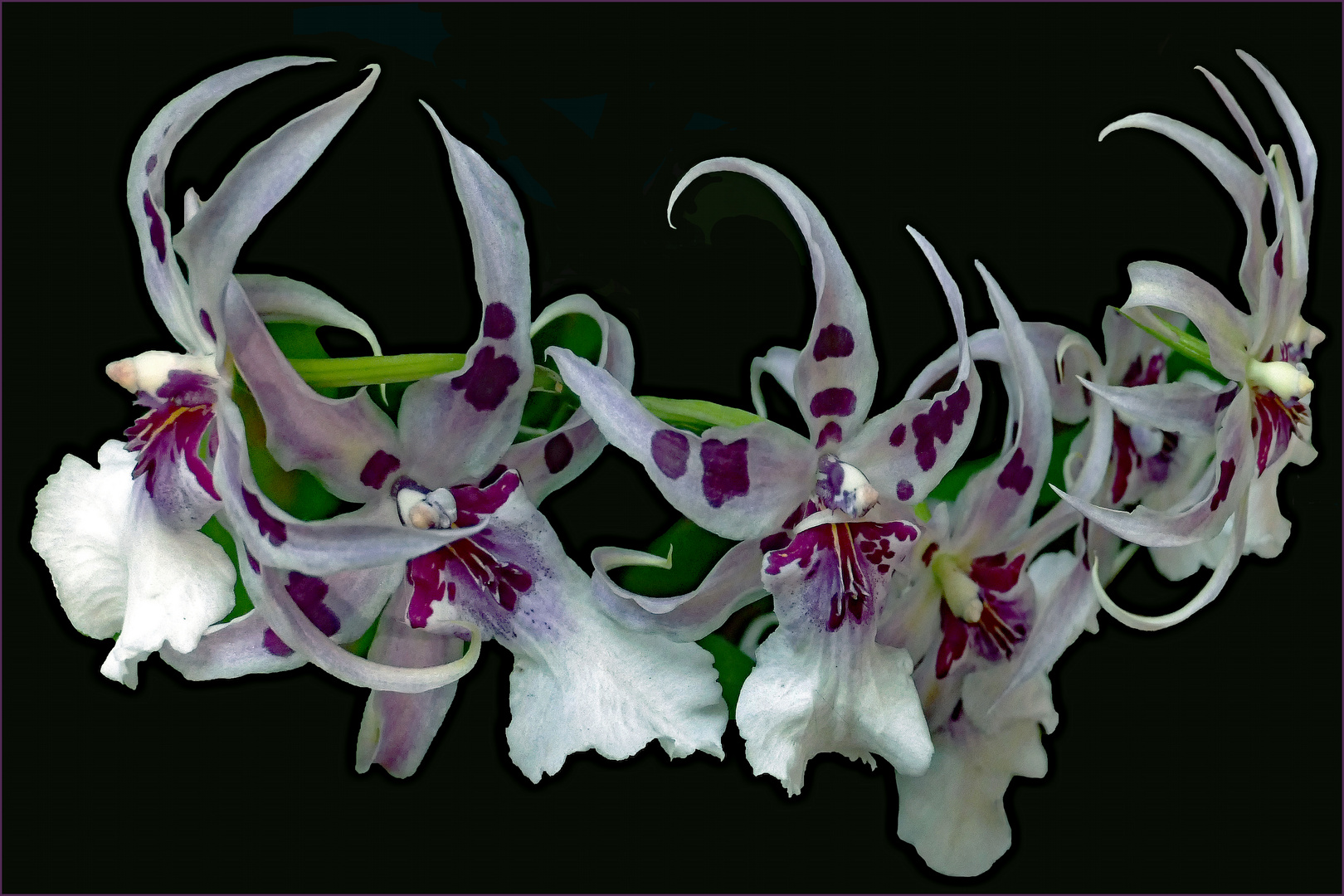 guirlande d orchidées ....