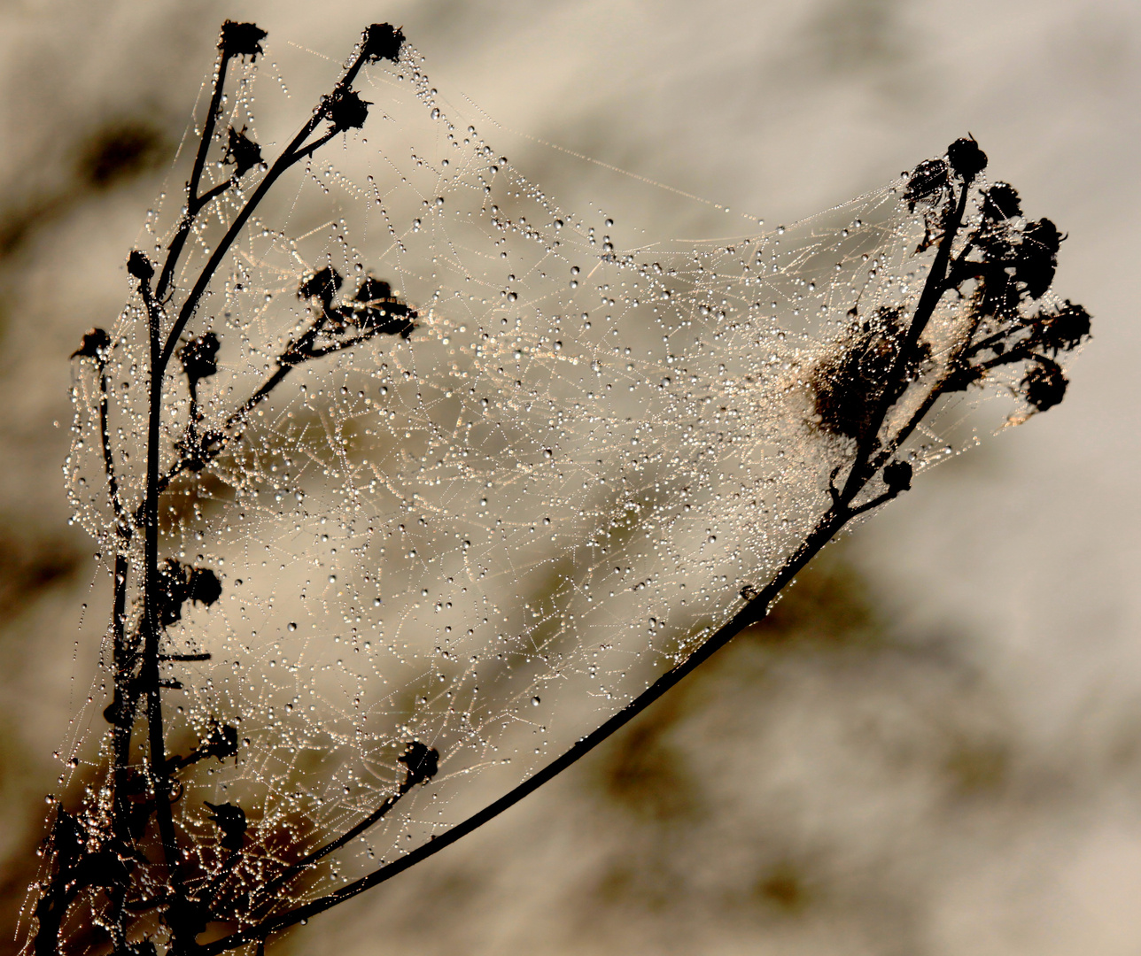 Guirlandes Naturelles