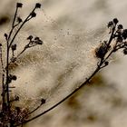 Guirlandes Naturelles