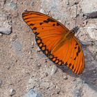 Gulf Fritillary (Agraulis vanillae)