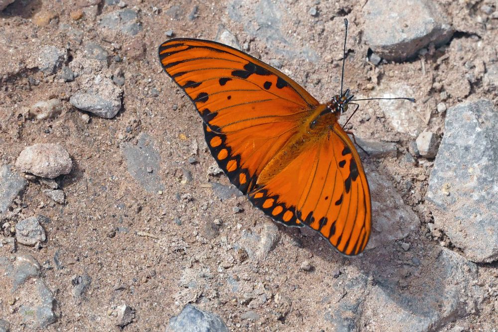 Gulf Fritillary (Agraulis vanillae)