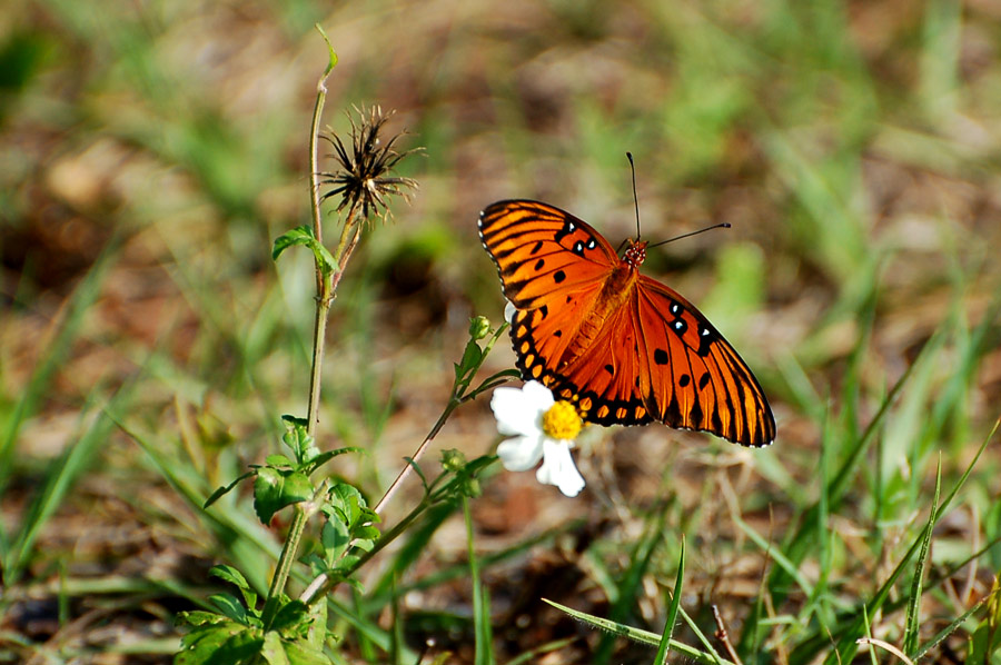 Gulf Fritillary (Agraulis vanillae)