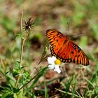 Gulf Fritillary (Agraulis vanillae)