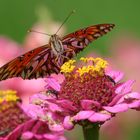 Gulf Fritillary (Agraulis vanillae)