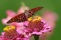 Gulf Fritillary (Agraulis vanillae)