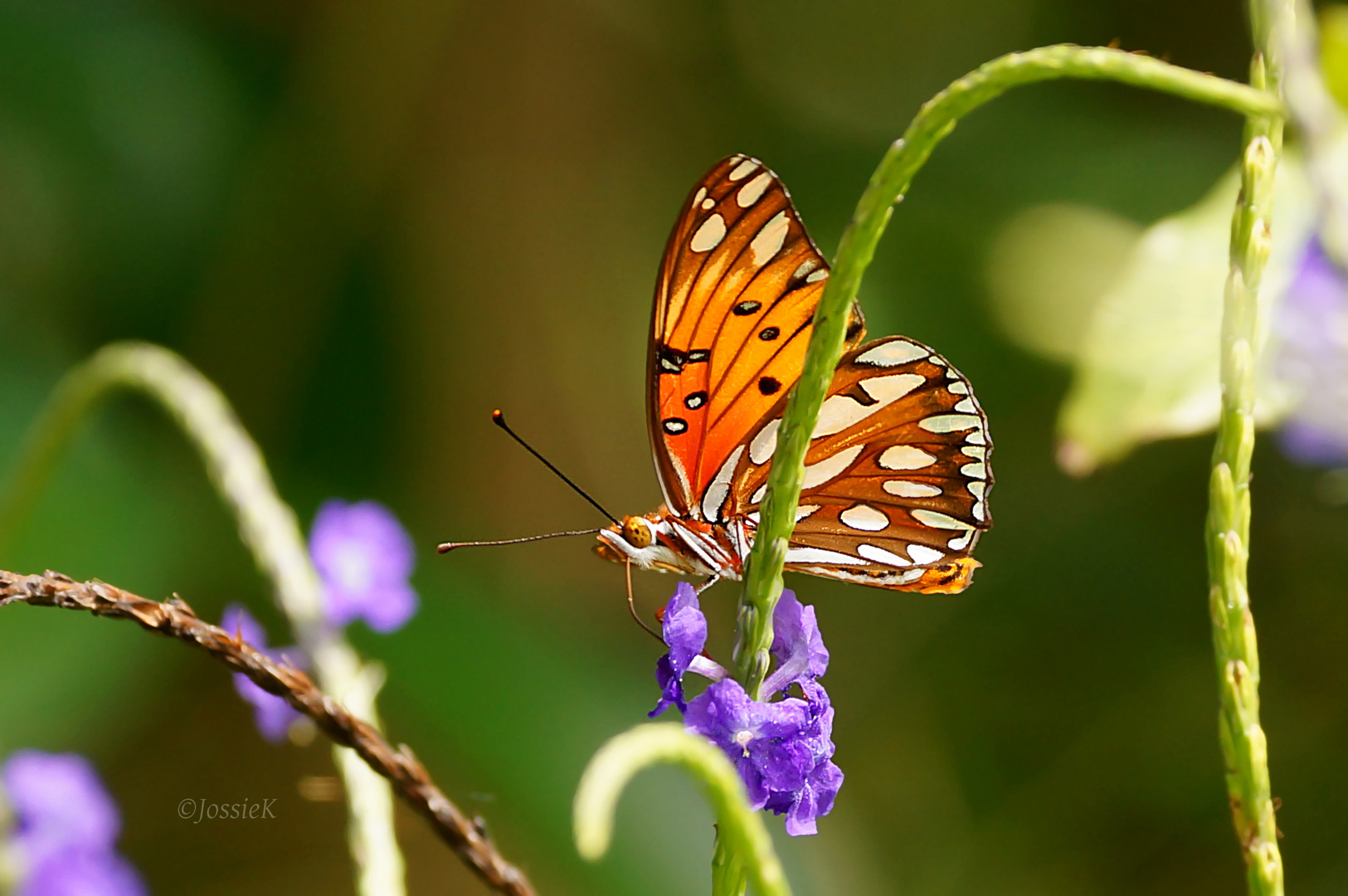 Gulf Fritillary