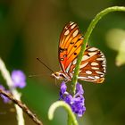 Gulf Fritillary