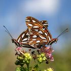 Gulf Fritillary Butterfly 2 (Agraulis vanillae)