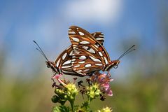 Gulf Fritillary Butterfly 2 (Agraulis vanillae)