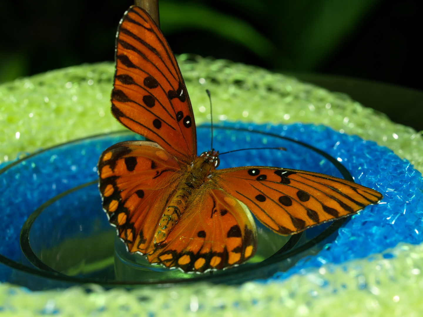 GULF FRITILLARY BUTTERFLY