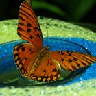 GULF FRITILLARY BUTTERFLY