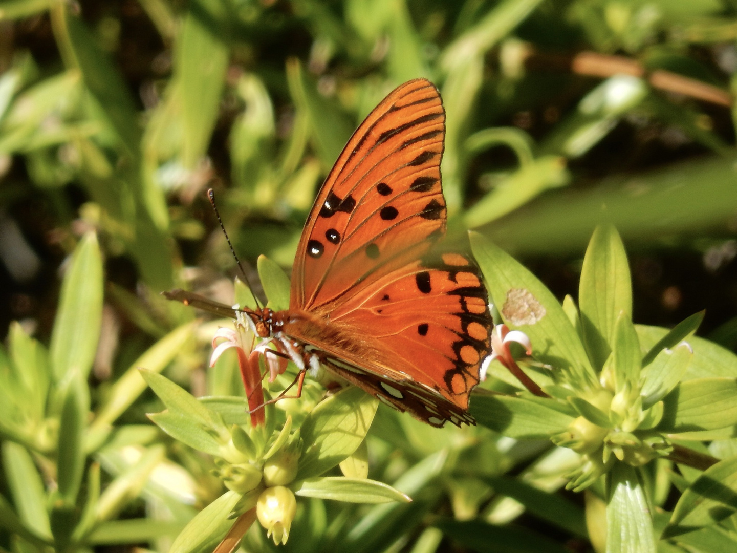 Gulf Fritillary Butterfly 